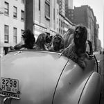 Dogs in the City. Courtesy of the Museum of the City of New York / SK Film Archive, LLC